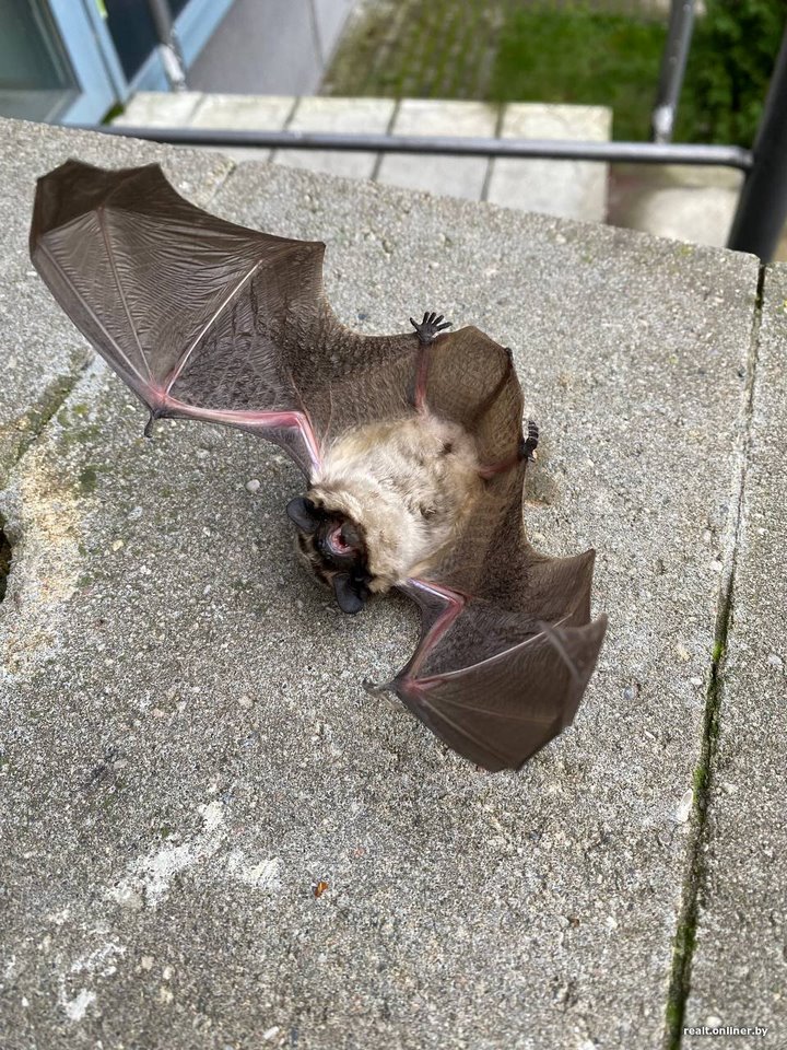 Вот это дичь. Посмотрите, какие зверьки пробираются в дома белорусов