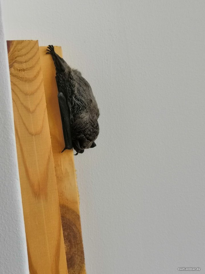 Вот это дичь. Посмотрите, какие зверьки пробираются в дома белорусов