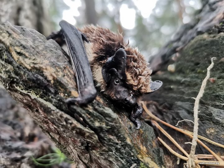 Вот это дичь. Посмотрите, какие зверьки пробираются в дома белорусов