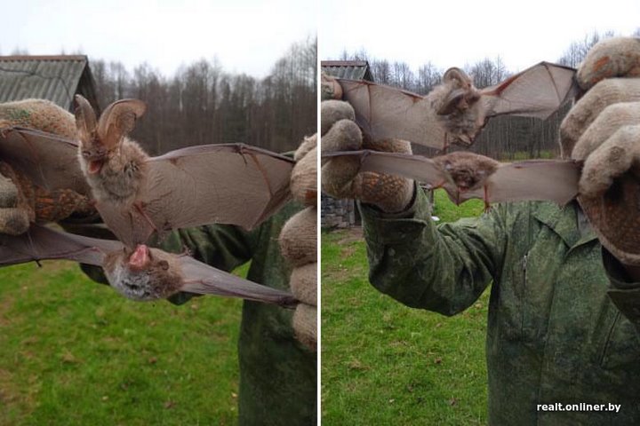 Вот это дичь. Посмотрите, какие зверьки пробираются в дома белорусов