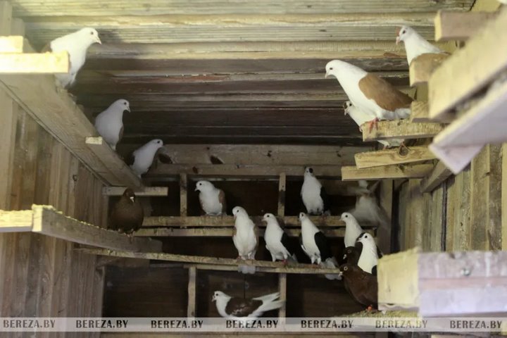 Житель Брестской области увлекается разведением голубей