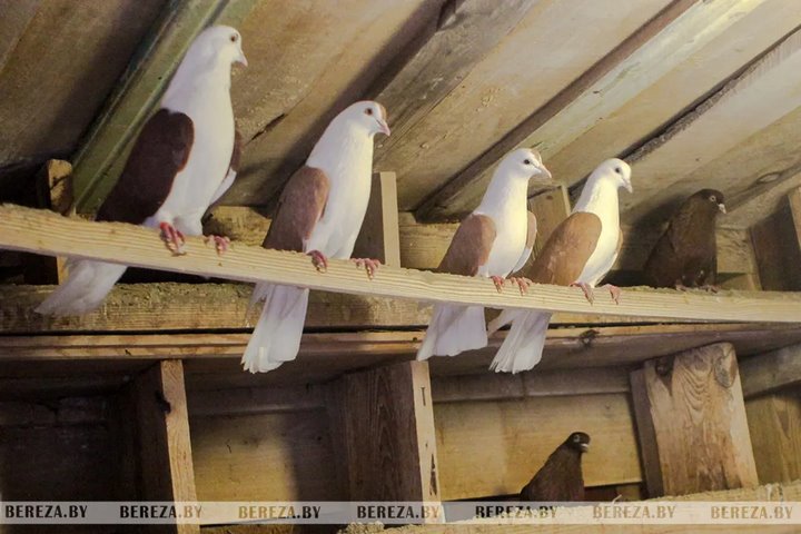 Житель Брестской области увлекается разведением голубей