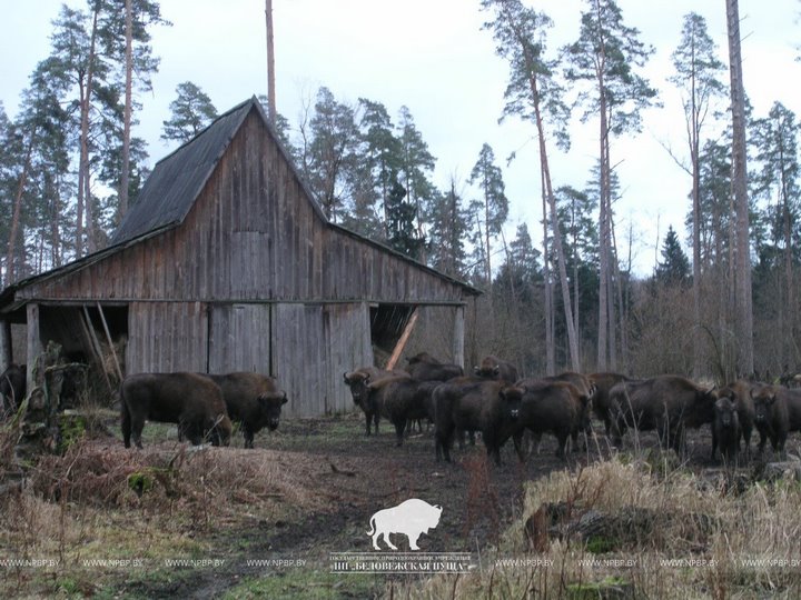 В Беловежской пуще рассказали, чем подкармливают зубров в зимний сезон