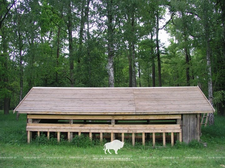 В Беловежской пуще рассказали, чем подкармливают зубров в зимний сезон