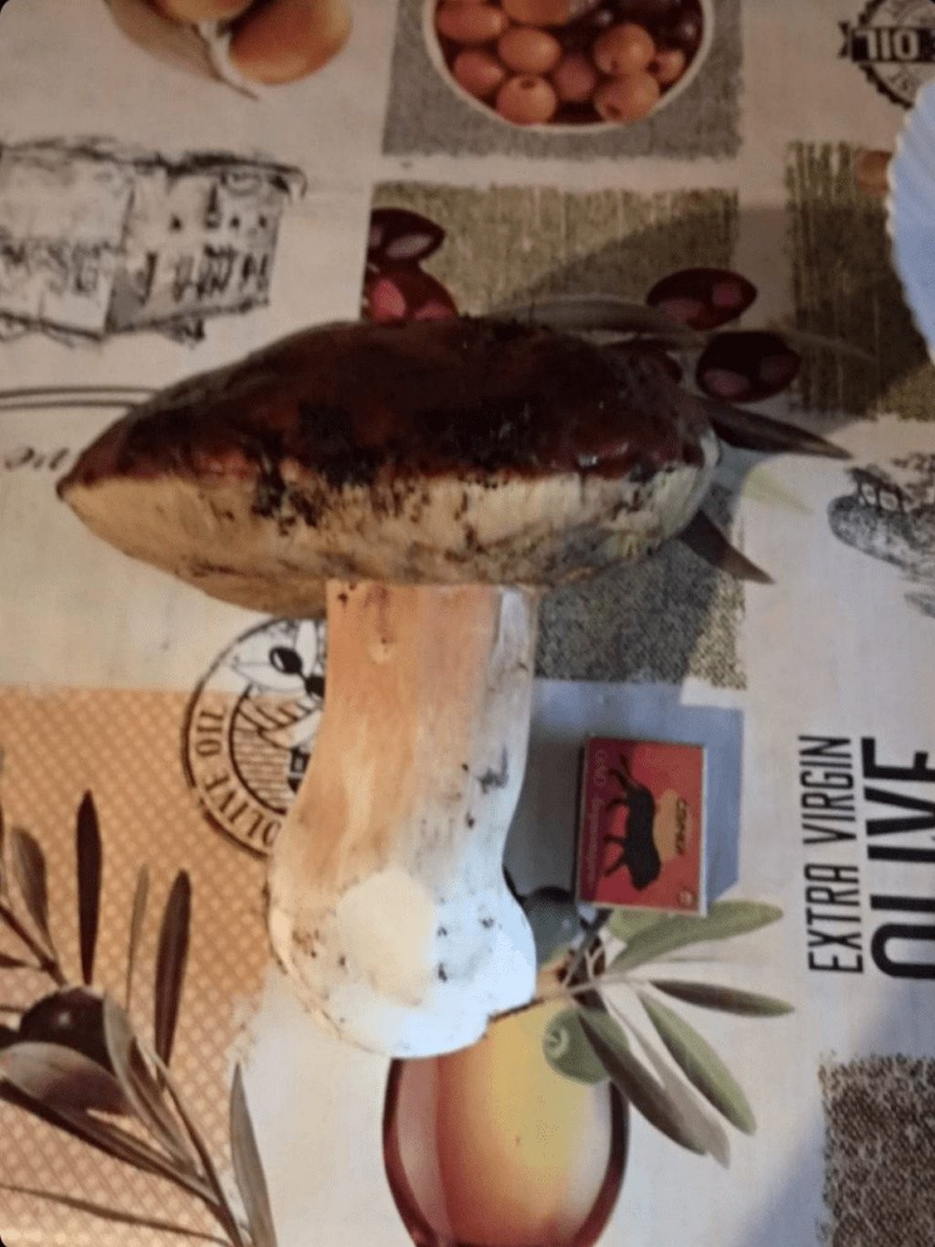 Гриб весом 1,5 кг нашли в лесу Минской области — он стал звездой TikTok. Об улове — из первых уст