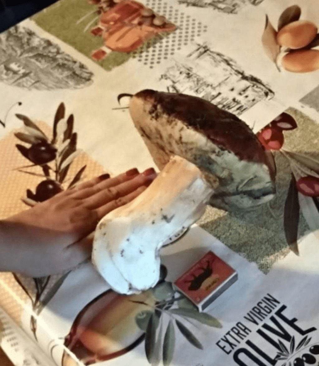 Гриб весом 1,5 кг нашли в лесу Минской области — он стал звездой TikTok. Об улове — из первых уст