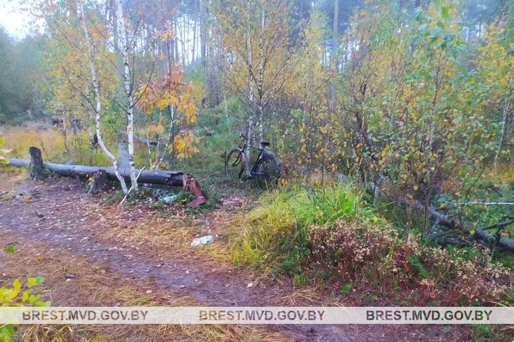 Почти 200 кг урожая клюквы похитили в Брестской области