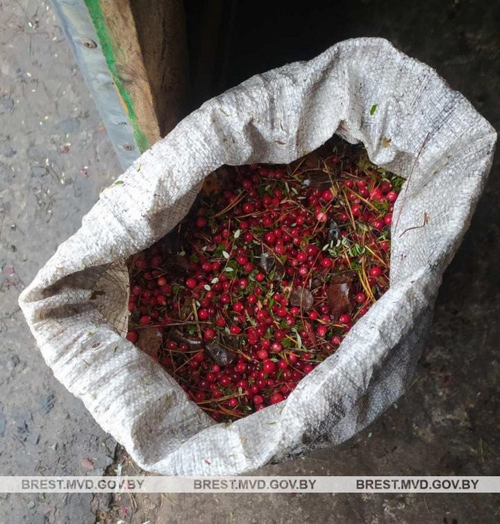 Почти 200 кг урожая клюквы похитили в Брестской области