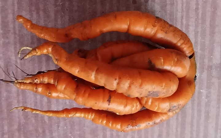 Удивительная морковь выросла у жительницы Барановичей.