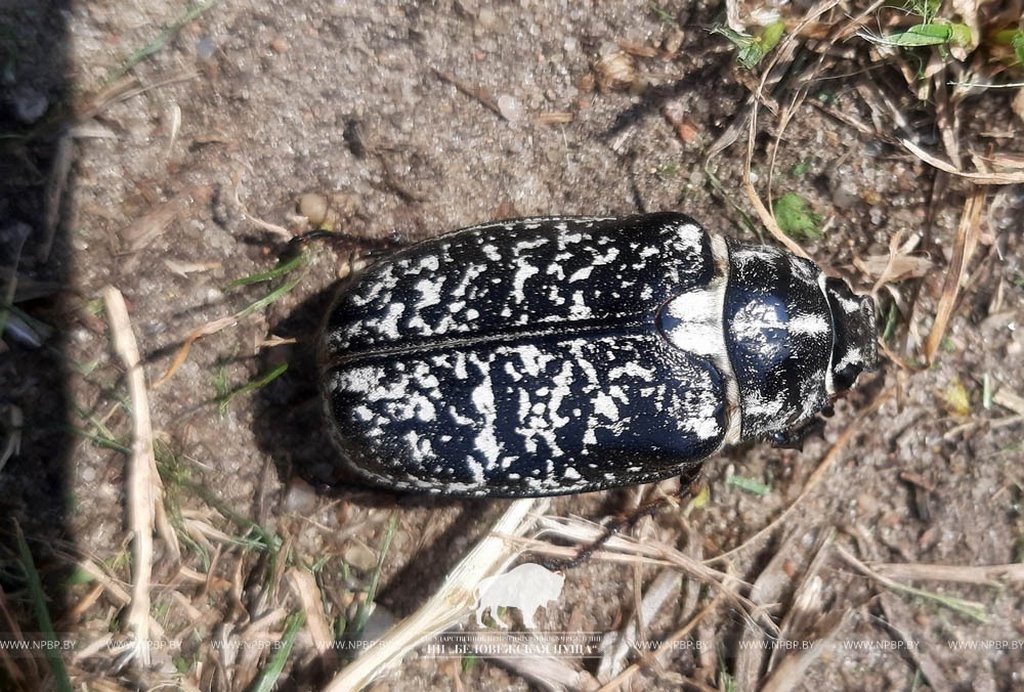 Мраморного хруща впервые обнаружили в Беловежской пуще