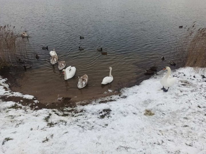 Спасатели пришли на помощь попавшим в ловушки лебедю и лошади в Брестской области