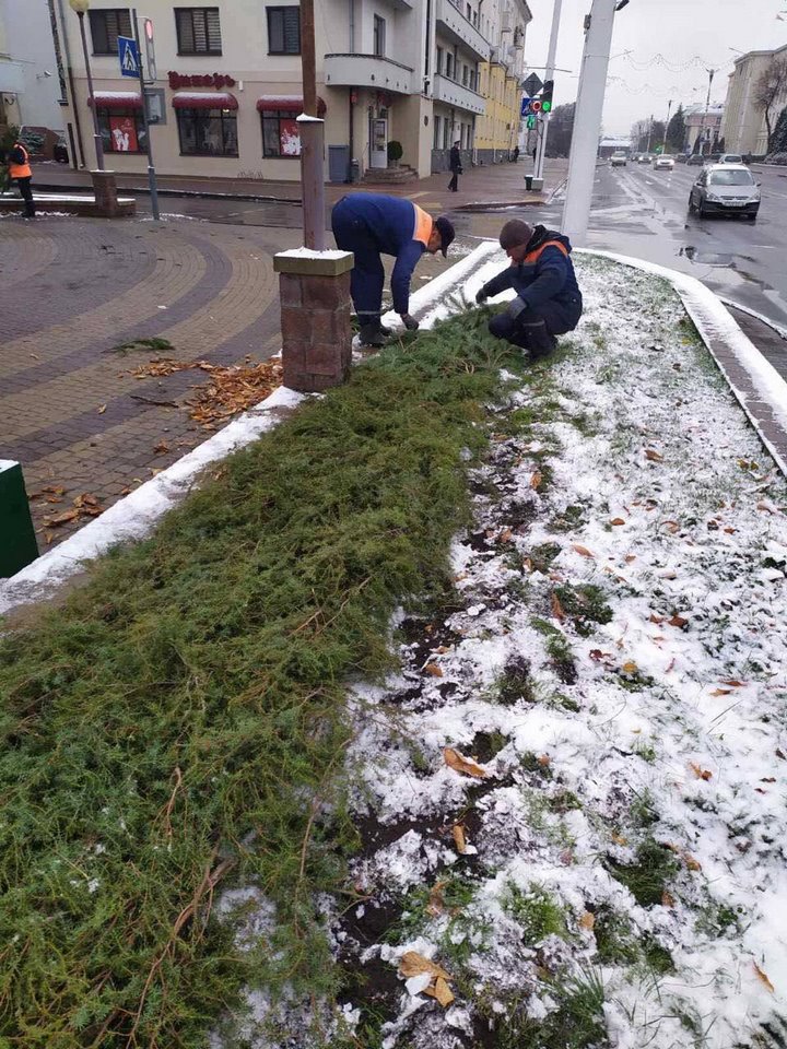 Брестские улицы украшают еловыми и сосновыми ветвями