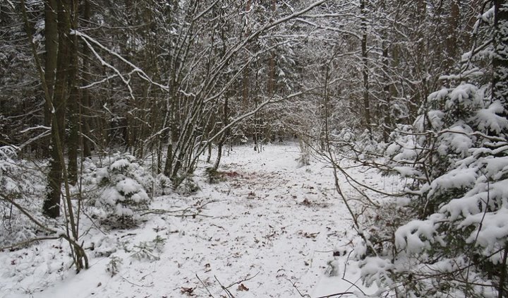 В Беларуси во время охоты мужчина случайно застрелил 61-летнего охотника