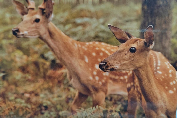 Эльфы и олени — кого только не увидишь в Кобринском лесхозе