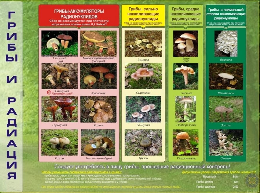 В МЧС Беларуси назвали грибы, которые накапливают больше всего радиации