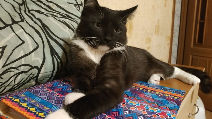 ​«Про второго кота хозяйка до сих пор не знает»: истории белорусов, которые живут в съемных квартирах с животными