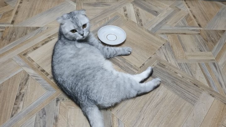 ​«Про второго кота хозяйка до сих пор не знает»: истории белорусов, которые живут в съемных квартирах с животными