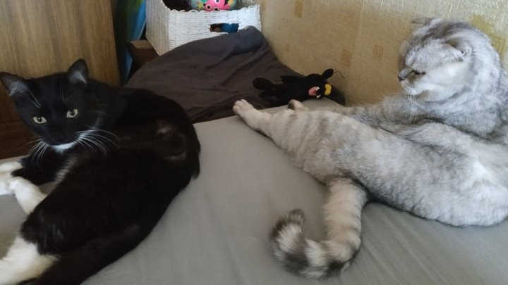 ​«Про второго кота хозяйка до сих пор не знает»: истории белорусов, которые живут в съемных квартирах с животными