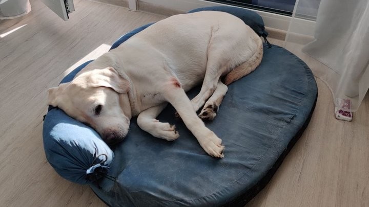 ​«Про второго кота хозяйка до сих пор не знает»: истории белорусов, которые живут в съемных квартирах с животными