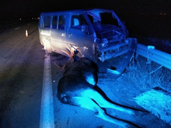 В свой день рождения женщина попала в ДТП с лосем