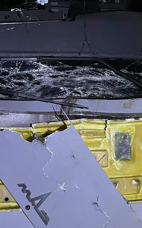 В Брестской области пассажирский автобус столкнулся с лосем