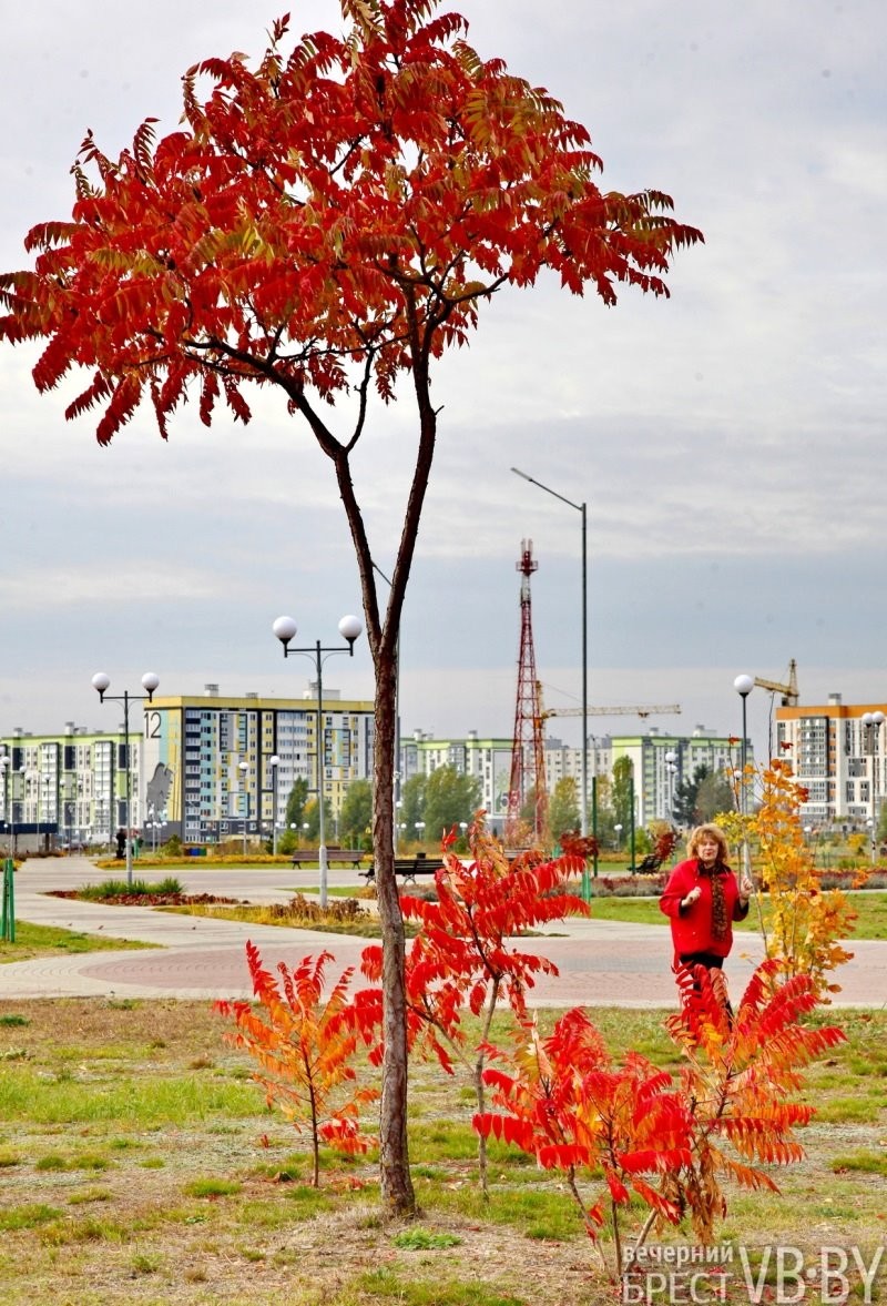 В Бресте парк 1000-летия залит осенними красками. Фоторепортаж