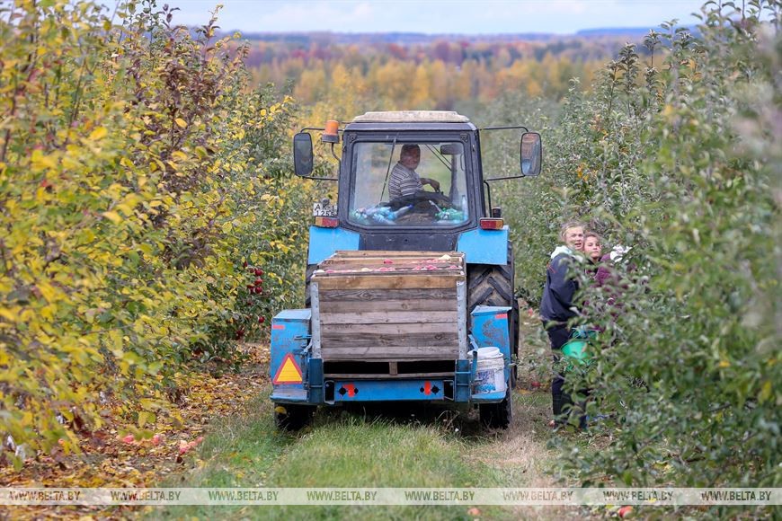 Уборка урожая яблок идет в ОАО «Остромечево» (Брестский район)