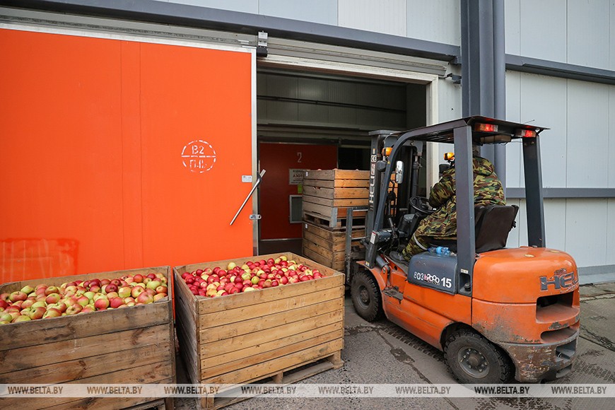 Уборка урожая яблок идет в ОАО «Остромечево» (Брестский район)