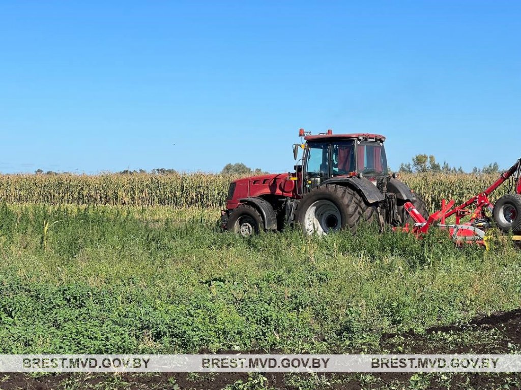В Брестском районе уничтожена плантация дикорастущей конопли