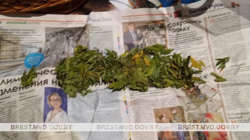 Житель Кобрина оборудовал в лесу участок для выращивания конопли