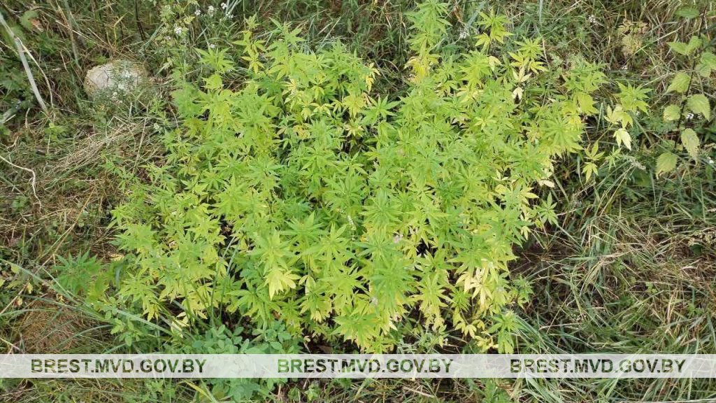 Житель Кобрина оборудовал в лесу участок для выращивания конопли