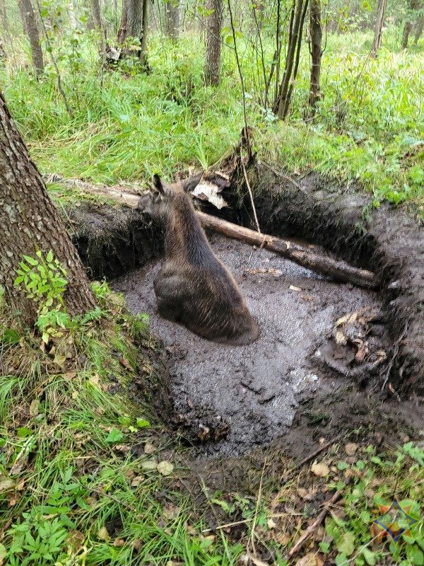 Спасатели пришли на помощь лосенку, который провалился в мелиоративный канал