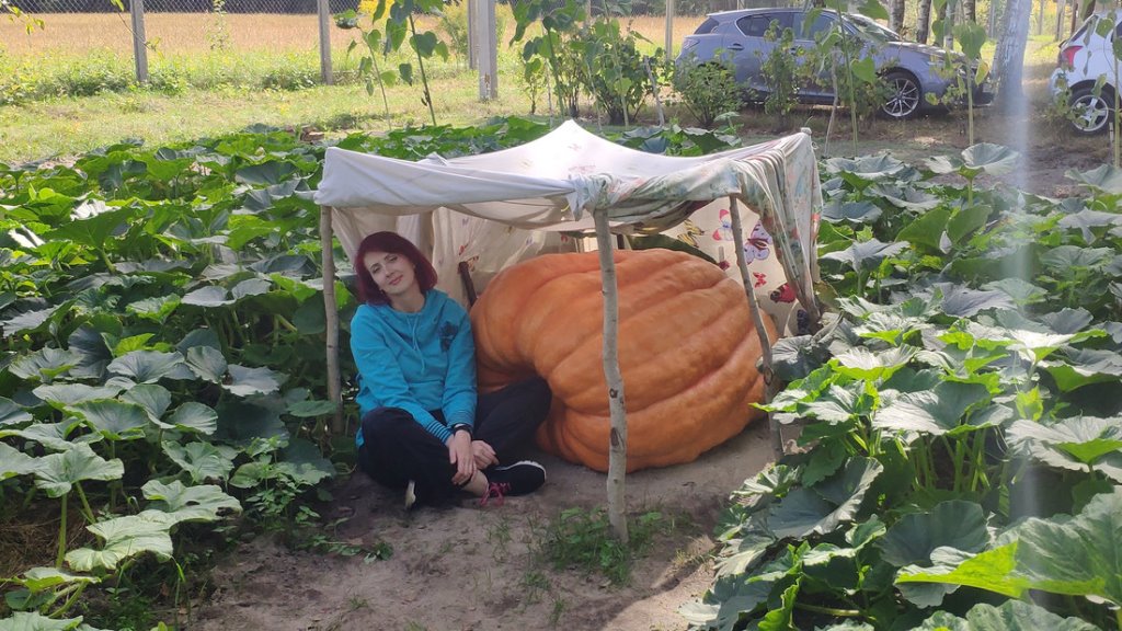 Под Брестом вырастили тыкву весом полтонны