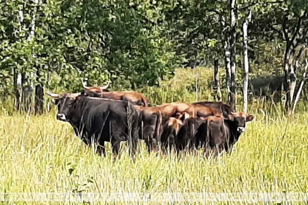 Стадо туров выпустили на территории заказника «Споровский» на Брестчине