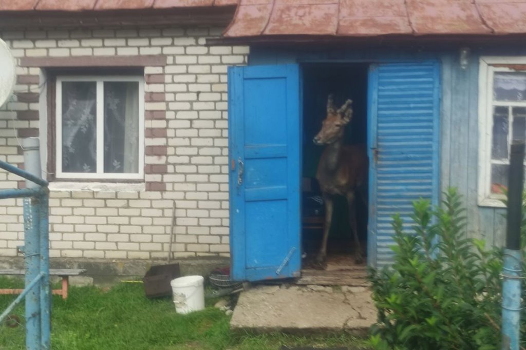 Олень напугал женщину в лесу и собрал более 1,5 млн просмотров в TikTok. Поговорили с его хозяином