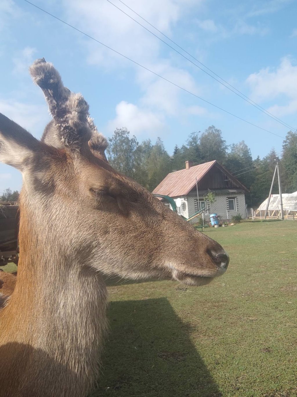 Олень напугал женщину в лесу и собрал более 1,5 млн просмотров в TikTok. Поговорили с его хозяином