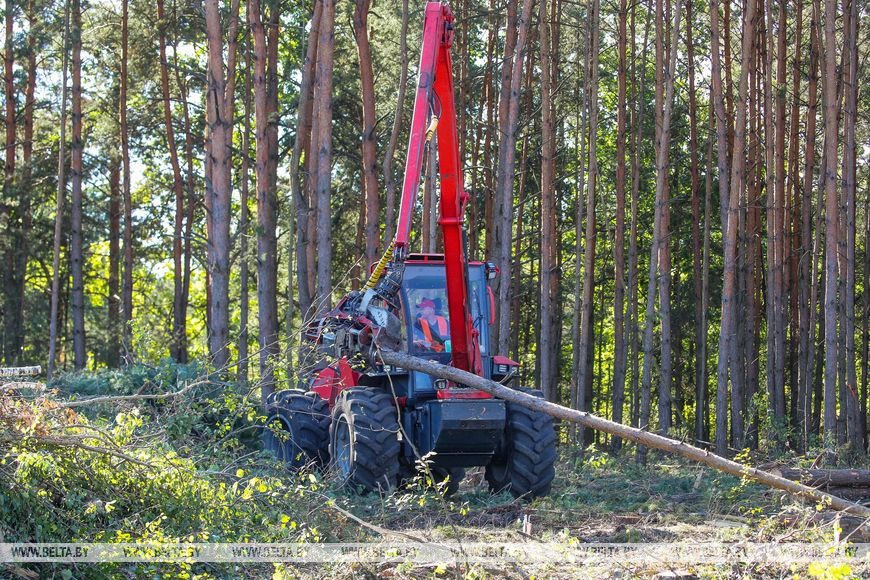 В Брестском лесхозе рассказали, как предприятия и жители областного центра и окрестностей готовятся к сезону холодов