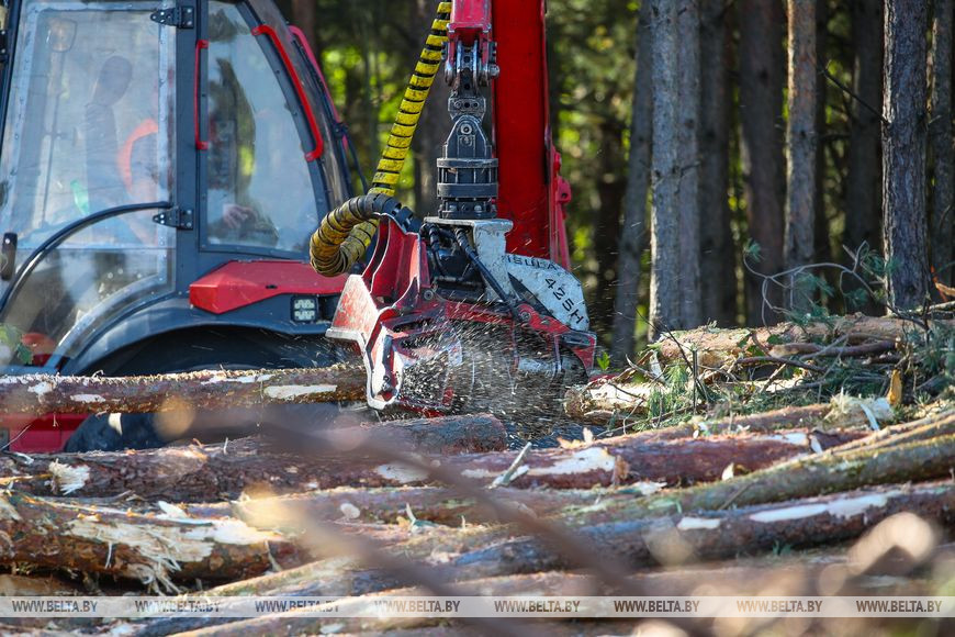 В Брестском лесхозе рассказали, как предприятия и жители областного центра и окрестностей готовятся к сезону холодов