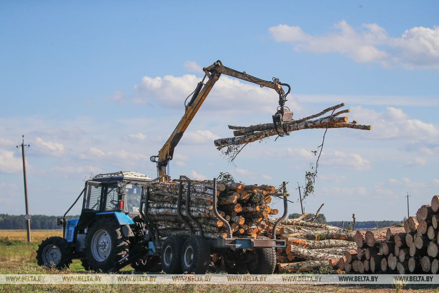В Брестском лесхозе рассказали, как предприятия и жители областного центра и окрестностей готовятся к сезону холодов