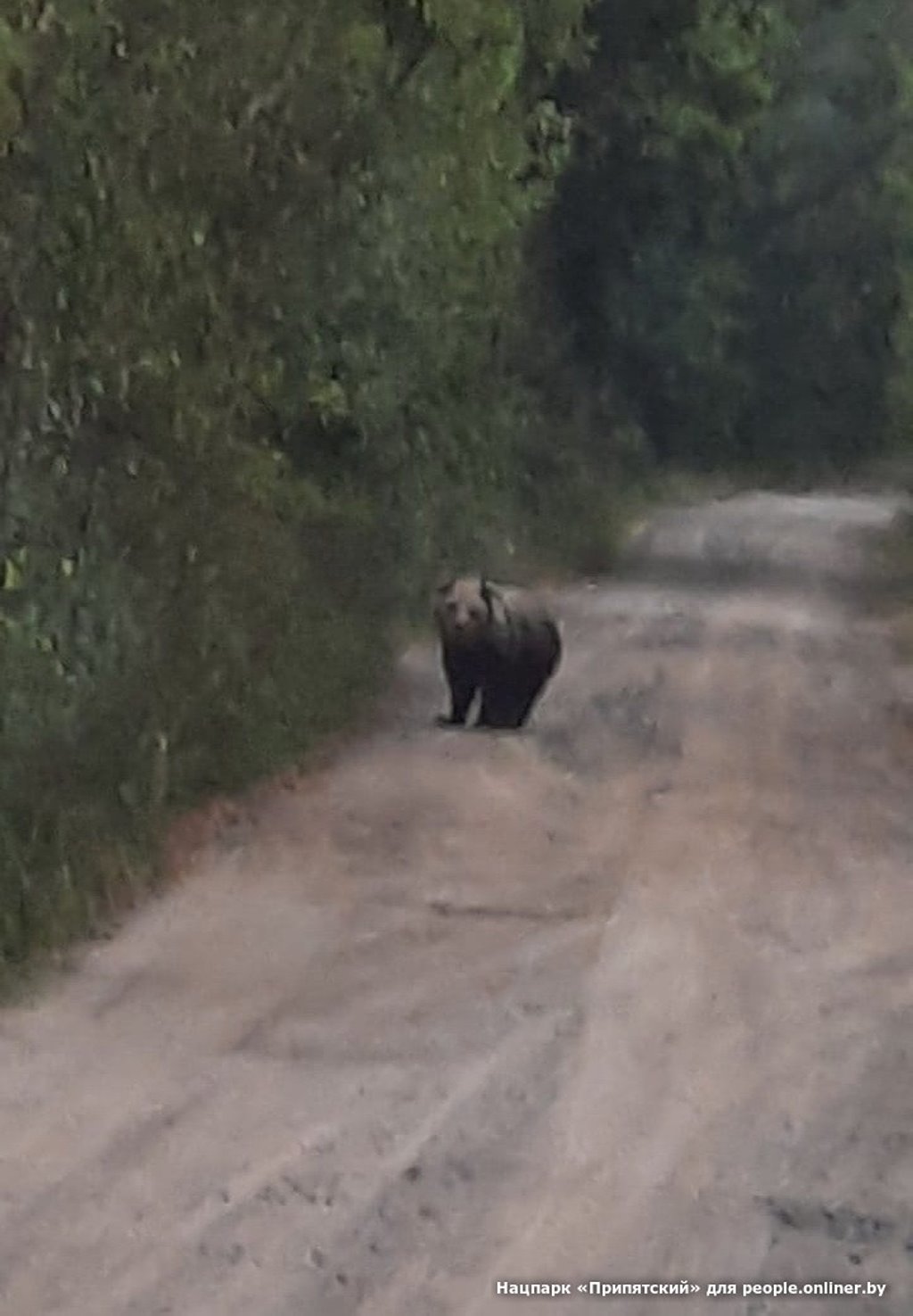 Медведь громил ульи на Гомельщине — видео