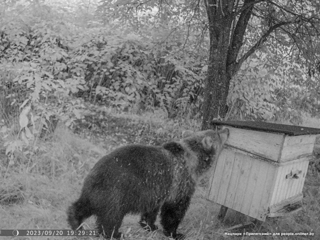 Медведь громил ульи на Гомельщине — видео