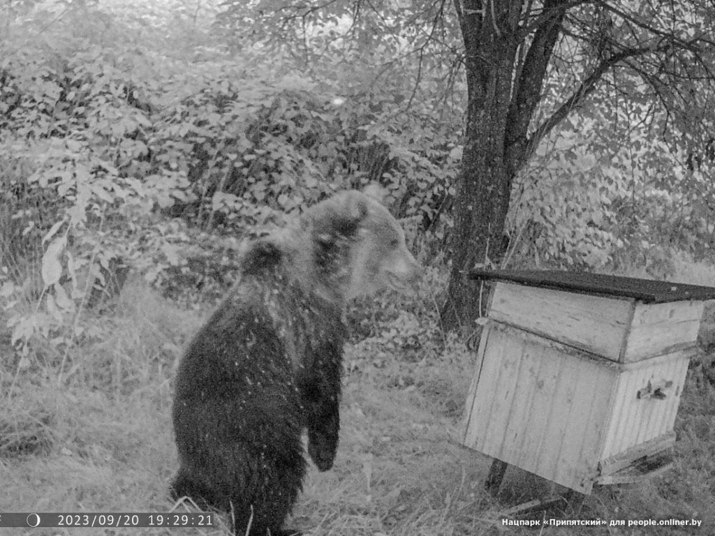Медведь громил ульи на Гомельщине — видео
