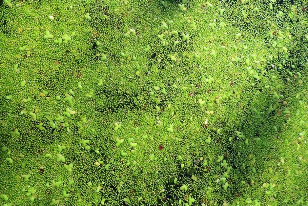 Самое маленькое цветковое растение нашли в Беловежской пуще