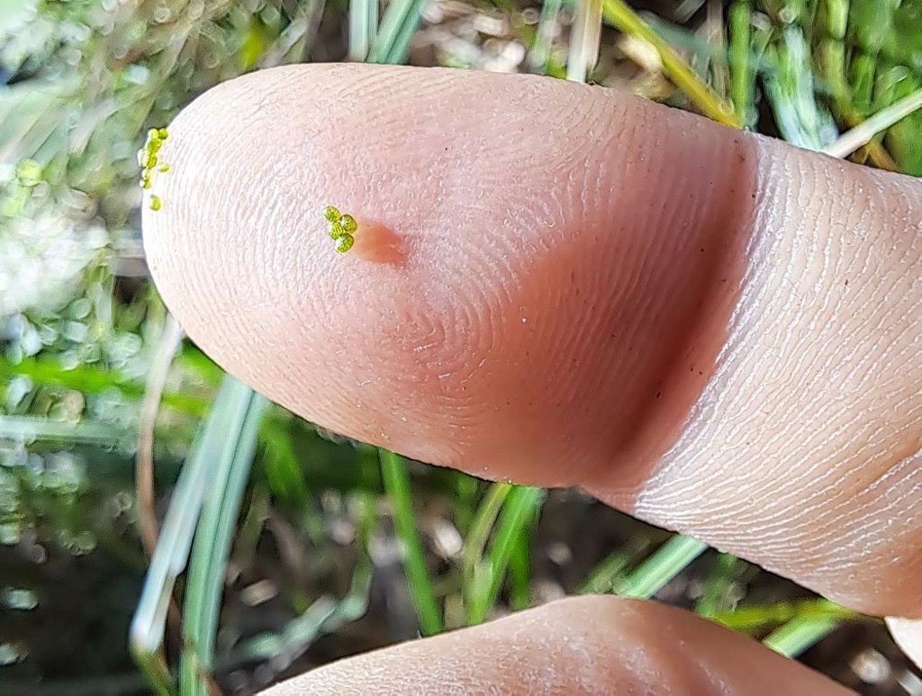 Самое маленькое цветковое растение нашли в Беловежской пуще