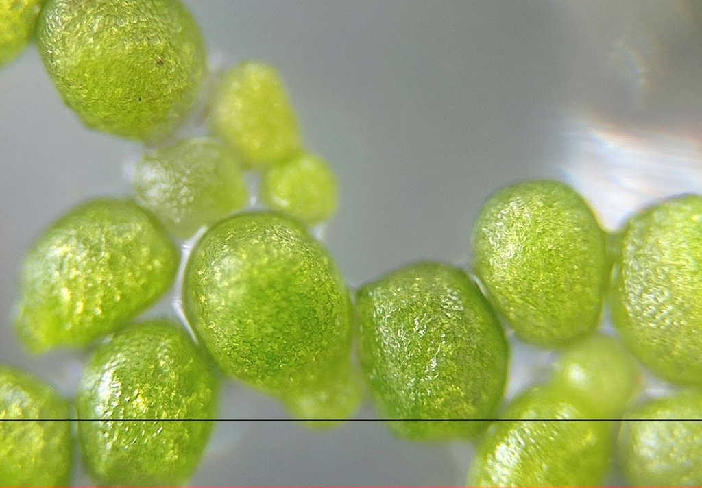 Самое маленькое цветковое растение нашли в Беловежской пуще