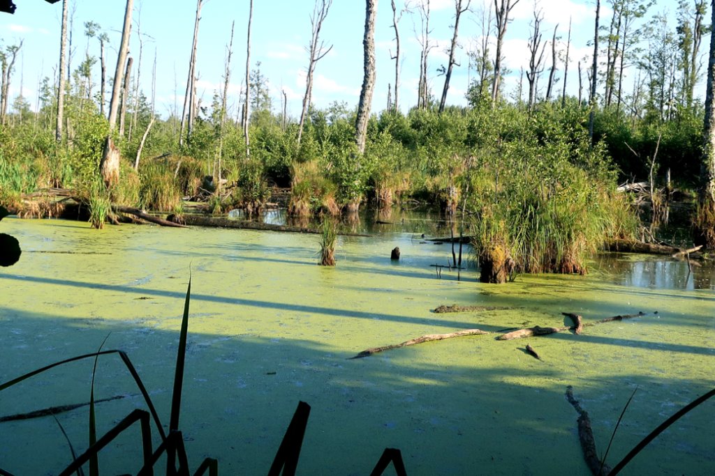 Самое маленькое цветковое растение нашли в Беловежской пуще