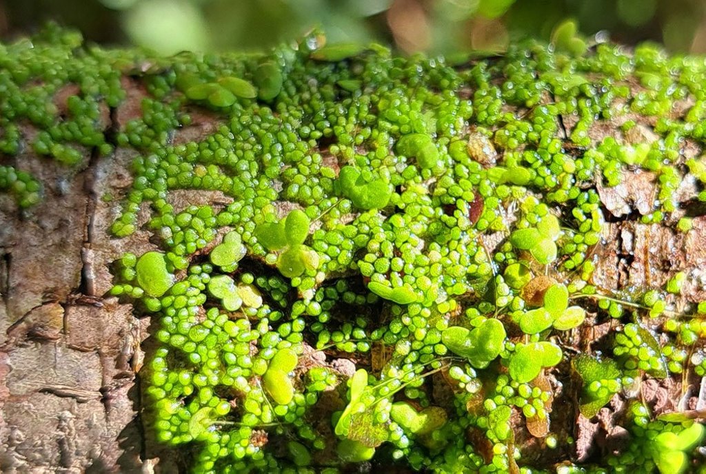 Самое маленькое цветковое растение нашли в Беловежской пуще