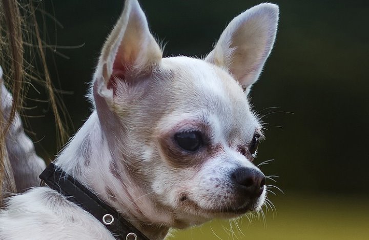 Девочку укусил чихуа-хуа, а ее мать потребовала 5000 рублей моральной компенсации. Что решил суд?