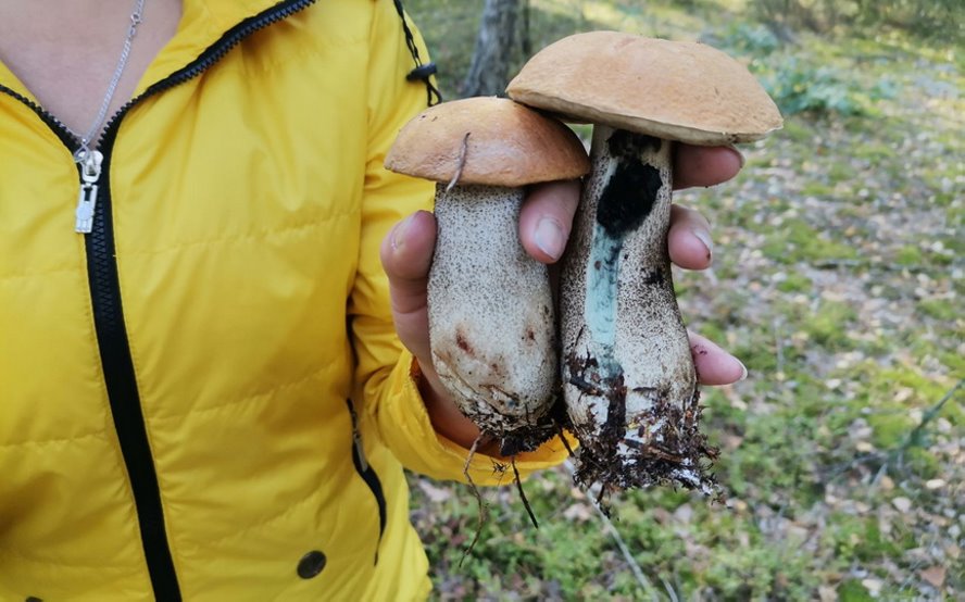 Волнушки, подосиновики, боровики. Тихая охота в Барановичском районе