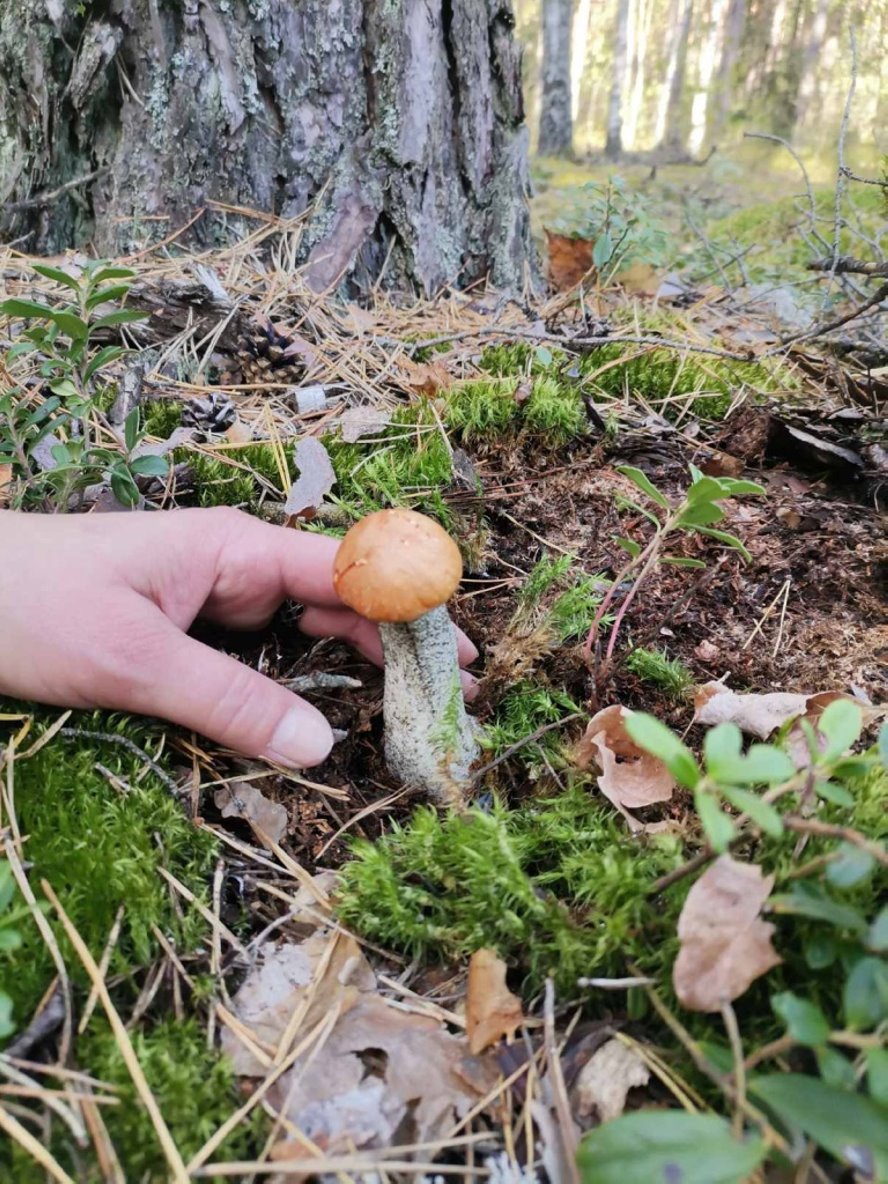 Волнушки, подосиновики, боровики. Тихая охота в Барановичском районе